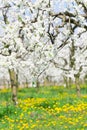 Beautiful white blossom on cherry tree orchard in spring time on Royalty Free Stock Photo