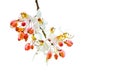 White blossom flowers of Cassia Bakeriana or Wishing Tree on its branch isolated on white background.