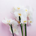 Beautiful white blossom orchid flowers on light background, clos Royalty Free Stock Photo