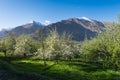 White blossom tree in spring season at northern of Pakistan Royalty Free Stock Photo