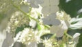 beautiful white blossom of tree type hydrangea in garden. macro footage