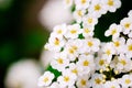 White blossoms of alyssum in spring also known as sweet alison blooming Royalty Free Stock Photo