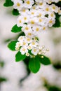 White blossoms of alyssum in spring also known as sweet alison blooming Royalty Free Stock Photo
