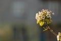 Beautiful white blossoms flower in nature. Spring time 2020. Excellent light.