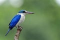 Beautiful white and blue bird perching wooden pole while fishing