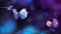 Beautiful white blue butterflies on the flowers of lavender. Summer spring natural image in blue and purple tones.