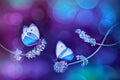 Beautiful white blue butterflies on the flowers of lavender. Summer spring natural image in blue and purple tones. Royalty Free Stock Photo