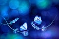 Beautiful white blue butterflies on the flowers of lavender. Summer spring natural image in blue and purple tones. Royalty Free Stock Photo