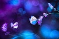 Beautiful white blue butterfly on the flowers of lavender. Summer spring natural image in blue and purple tones. Royalty Free Stock Photo