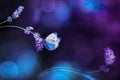Beautiful white blue butterfly on the flowers of lavender. Summer spring natural image in blue and purple tones. Free space for te Royalty Free Stock Photo
