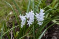 Beautiful white with blue strip petals of striped squill