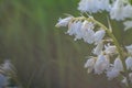 Beautiful White bluebells on the field Royalty Free Stock Photo