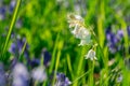 Beautiful White bluebells on the field Royalty Free Stock Photo
