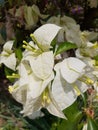 The Beautiful white Bougainvillea