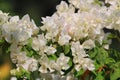 Beautiful white bougainvillea blooming, Bright white bougainvillea flowers as a floral background, Close-up white flowers,Sunlight Royalty Free Stock Photo