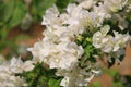 Beautiful white bougainvillea blooming, Bright white bougainvillea flowers as a floral background, Close-up white flowers,Sunlight Royalty Free Stock Photo