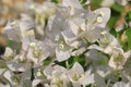 Beautiful white bougainvillea blooming, Bright white bougainvillea flowers as a floral background, Close-up white flowers,Sunlight Royalty Free Stock Photo