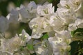 Beautiful white bougainvillea blooming, Bright white bougainvillea flowers as a floral background, Close-up white flowers,Sunlight Royalty Free Stock Photo