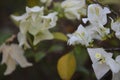 Beautiful white bougainvillea flower with branch and leaf blooming,Close-up white bougainvillea flowers as a floral background and Royalty Free Stock Photo