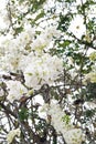 Beautiful White Bougainvillea Flower