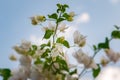 Beautiful white bougainvillea flowers closeup. Vivid colors and blue, green soft blurry background. Royalty Free Stock Photo