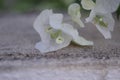 Beautiful white bougainvillea flowers closeup. Vivid colors, green soft blurry background. Royalty Free Stock Photo