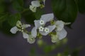 Beautiful white bougainvillea flowers closeup. Vivid colors, green soft blurry background. Royalty Free Stock Photo