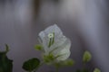 Beautiful white bougainvillea flowers closeup. Vivid colors, green soft blurry background. Royalty Free Stock Photo