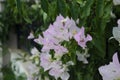 Beautiful white bougainvillea flowers closeup. Vivid colors, green soft blurry background. Royalty Free Stock Photo