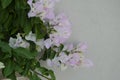 Beautiful white bougainvillea flowers closeup. Vivid colors, green soft blurry background. Royalty Free Stock Photo