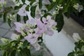 Beautiful white bougainvillea flowers closeup. Vivid colors, green soft blurry background. Royalty Free Stock Photo