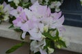 Beautiful white bougainvillea flowers closeup. Vivid colors, green soft blurry background. Royalty Free Stock Photo