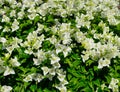 Beautiful white Bougaville flower Royalty Free Stock Photo