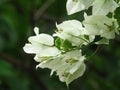 The beautiful white bougenvile flowers with a blurred background Royalty Free Stock Photo