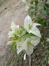 Beautiful white bougenville and has a variety of colors