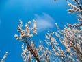 Beautiful white branches of a blooming apricots in the spring in the background blue sky