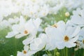 White cosmos flowers in the garden