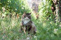 Beautiful white and brindle kitten among the rows of the vineyard in Spring
