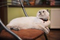 Beautiful white British shorthair cat lays on the chair in the house and looks up Royalty Free Stock Photo