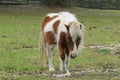 White shetland pony on the field, closeup Royalty Free Stock Photo