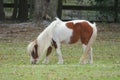 White shetland pony on the field, closeup Royalty Free Stock Photo