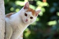 Beautiful white brown cat sneak and peek. Royalty Free Stock Photo
