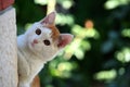 Beautiful white brown cat sneak and peek. Royalty Free Stock Photo