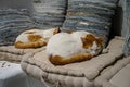Beautiful white and brown color cats sleeping comfortably on white fabric comfy cushion with pillows background on sleepy day Royalty Free Stock Photo