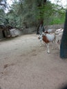 Beautiful white and brown deer roaming for food