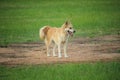 Beautiful white and brown dog with fresh nature of the field | Thai breeds