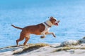 A beautiful white-brown male dog breed American Staffordshire terrier runs and jumps against the background of the water. Royalty Free Stock Photo