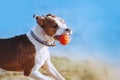 A beautiful white-brown male dog breed American Staffordshire terrier runs and jumps against the background of the water. Portrait Royalty Free Stock Photo