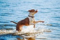 A beautiful white-brown male dog breed American Staffordshire terrier runs and jumps against the background of the water. Royalty Free Stock Photo