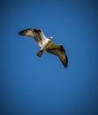 Beautiful white and brown osprey flies overhead.